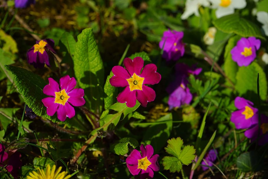 Primrose, Blossom, Bloom, Red, Purple, flower, yellow, violet HD wallpaper