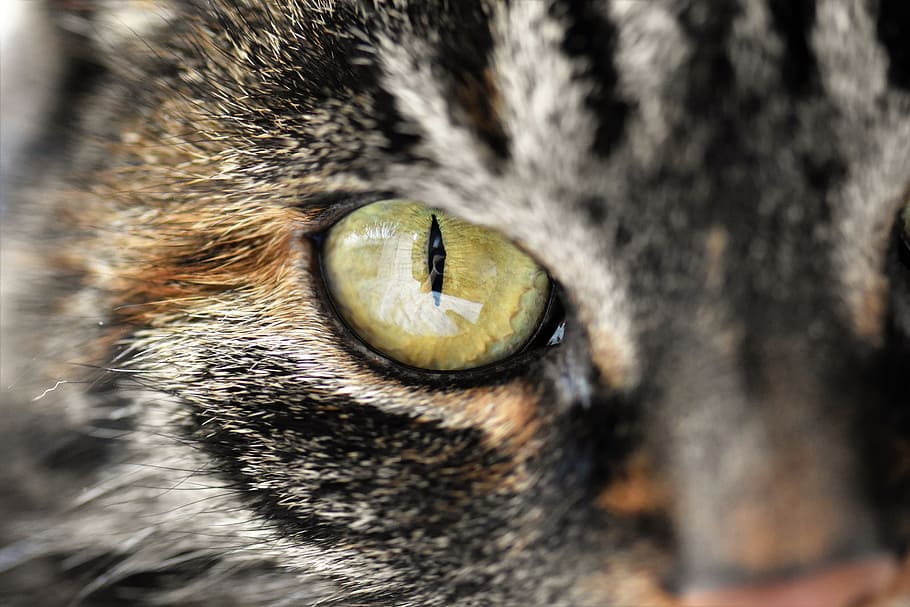Animal, Mackerel, Domestic Cat, Pet, eyes, cat face, close HD wallpaper