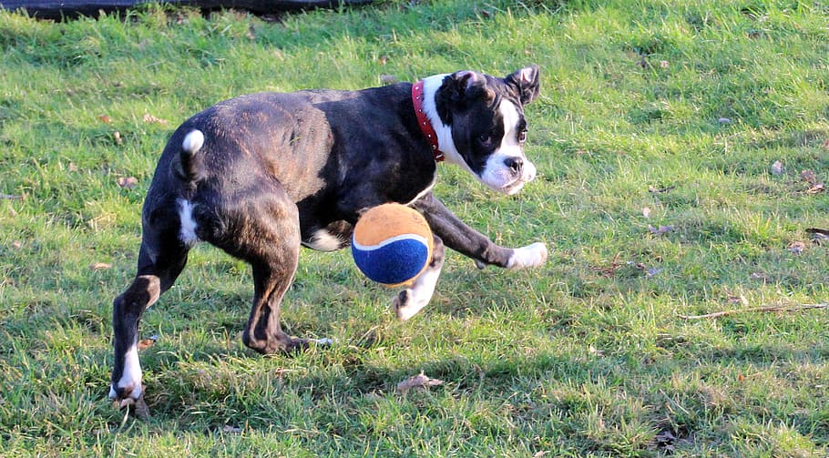 boxer, dog, pet, run, let off steam, power, black and white HD wallpaper