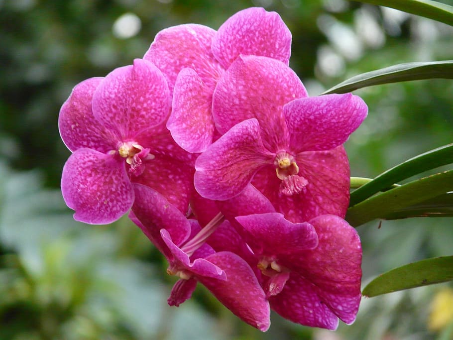 Orchid, Pink, red vanda orchid, flower, blossom, bloom, plant, HD wallpaper