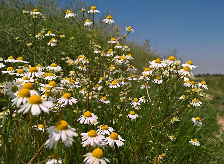 flower, field, nature, hayfield, flora, flowering plant, freshness HD wallpaper