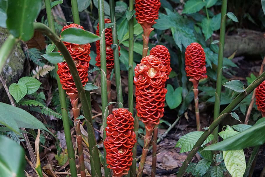 nature, flora, leaf, flower, garden, growth, plant part, red HD wallpaper