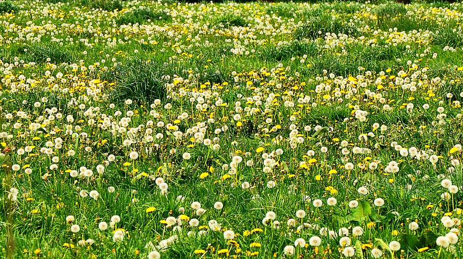 Meadow, Dandelion, nature, grass, flower, plant, growth, flowering plant HD wallpaper
