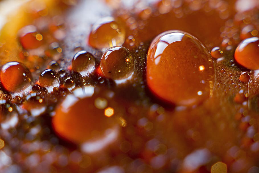 rain, chestnut, fall, close-up, selective focus, food and drink HD wallpaper
