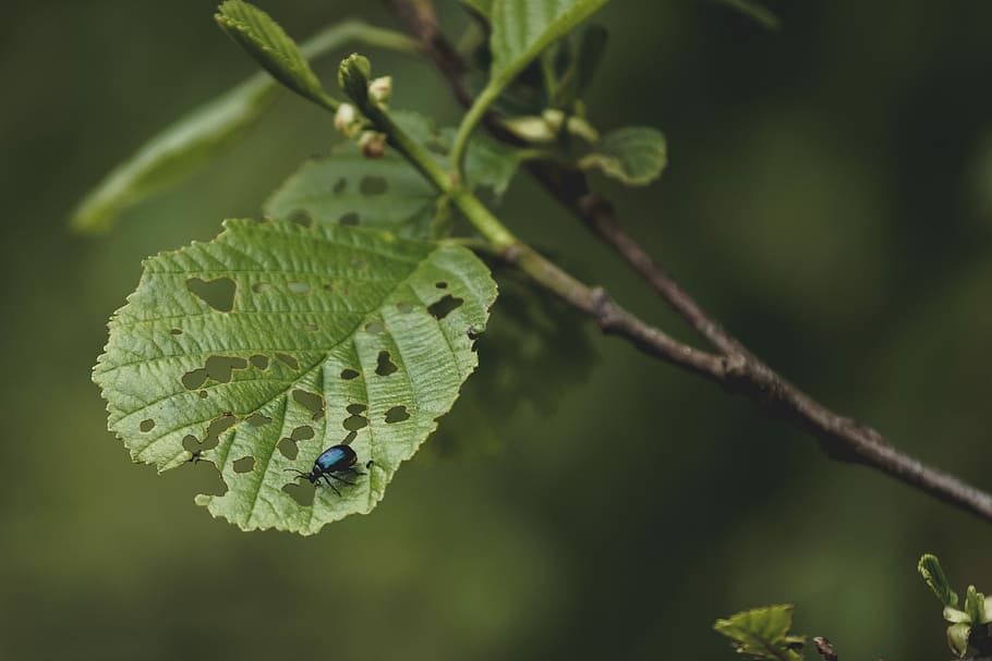 green bug on green leaf, green leafed plants, leef, holes, branch HD wallpaper