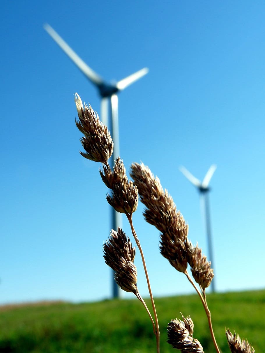 nature, green, blue, windmill, electricity, sky, plant, environmental conservation HD wallpaper