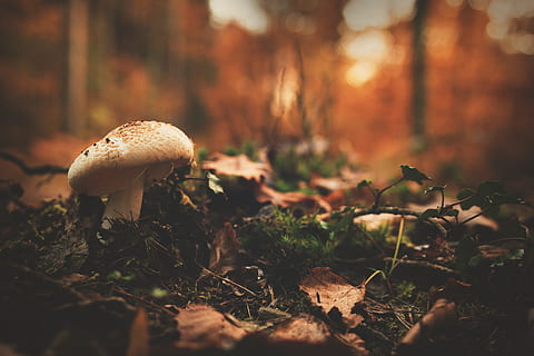 selective focus photo of white and brown mushroom near brown fallen leaves HD wallpaper