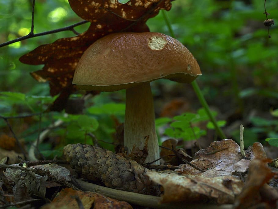 Rough, Boletus, Mushroom, Forest, rough boletus, fungus, toadstool HD wallpaper