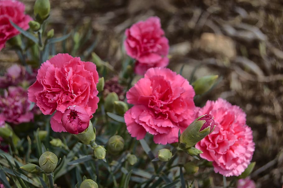flower, carnation, pink carnation, carnations, spring nature HD wallpaper