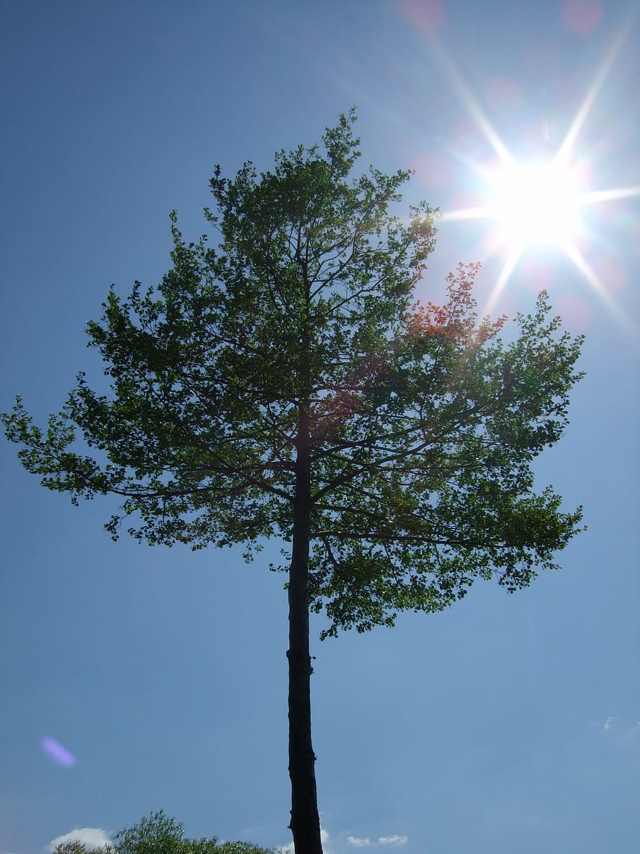 Sky, Sun, Tree, Perspective, nature, outdoors, forest, blue HD wallpaper