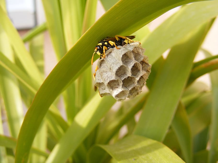 bee, nest, insect, home, hexagon, family, animal, nature, wildlife HD wallpaper