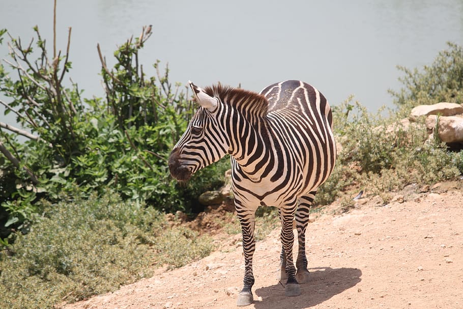 Zebra, Wild, Stripes, Animal, Mammal, zebras, zoo, wildlife HD wallpaper