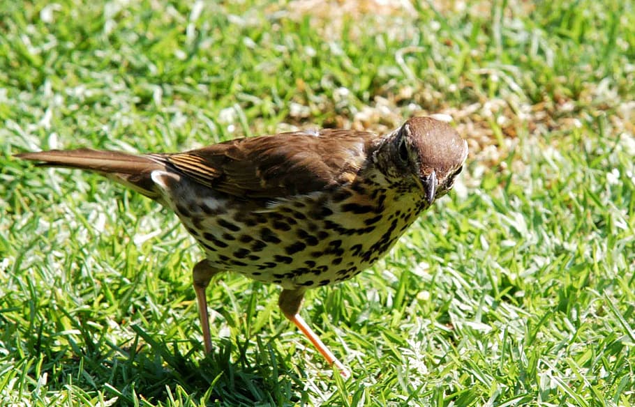 thrush, bird, animal, nature, animal themes, animal wildlife HD wallpaper