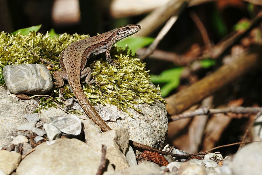 lizard, nature, animal world, reptile, scale, eye, animal themes HD wallpaper