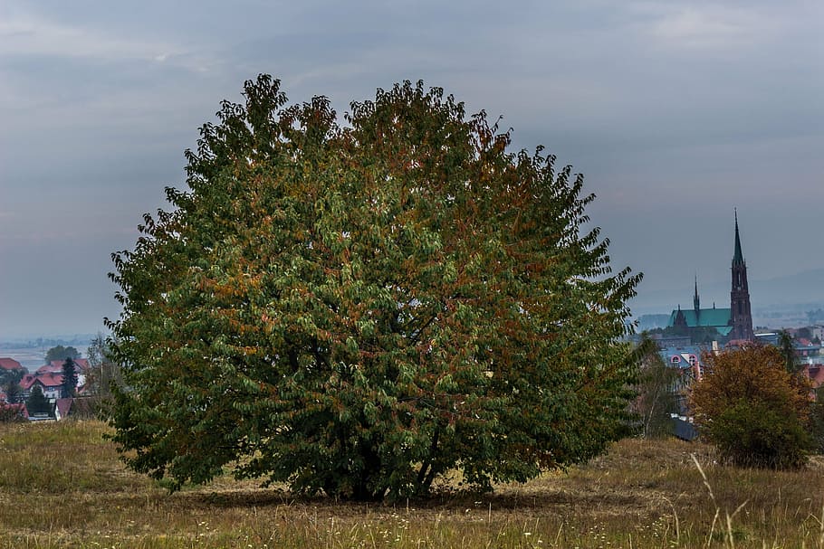 tree, fall, autumn, nature, leaf, season, colorful, outdoor HD wallpaper
