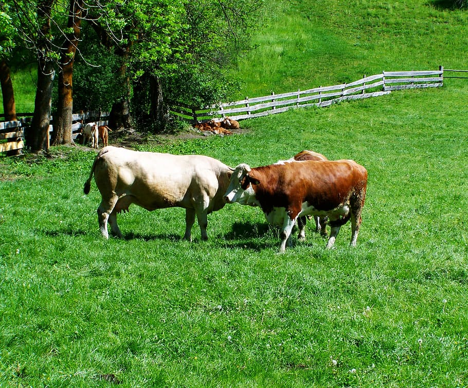 Cows, Cattle, Meadow, green color, grass, grazing, no people HD wallpaper