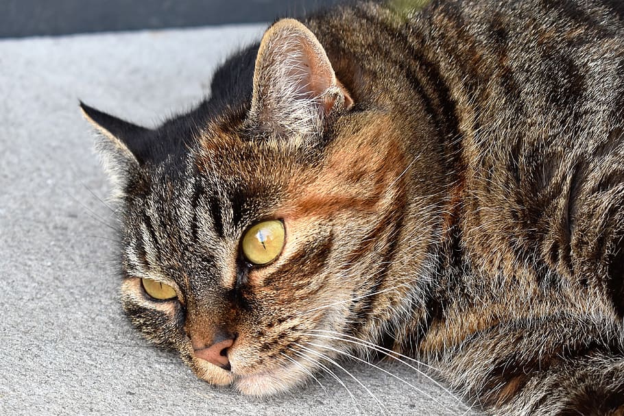 Cat, Animal, Sleep, Relax, lazing around, rest, lazy, concerns HD wallpaper