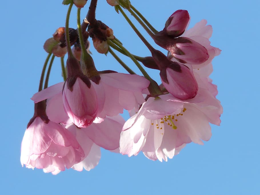 close-up photograph of pink cherry blossom, Ornamental Cherry HD wallpaper