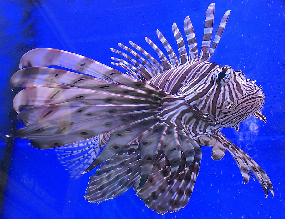 gray and white fish closeup photography, lion fish, aquatic HD wallpaper
