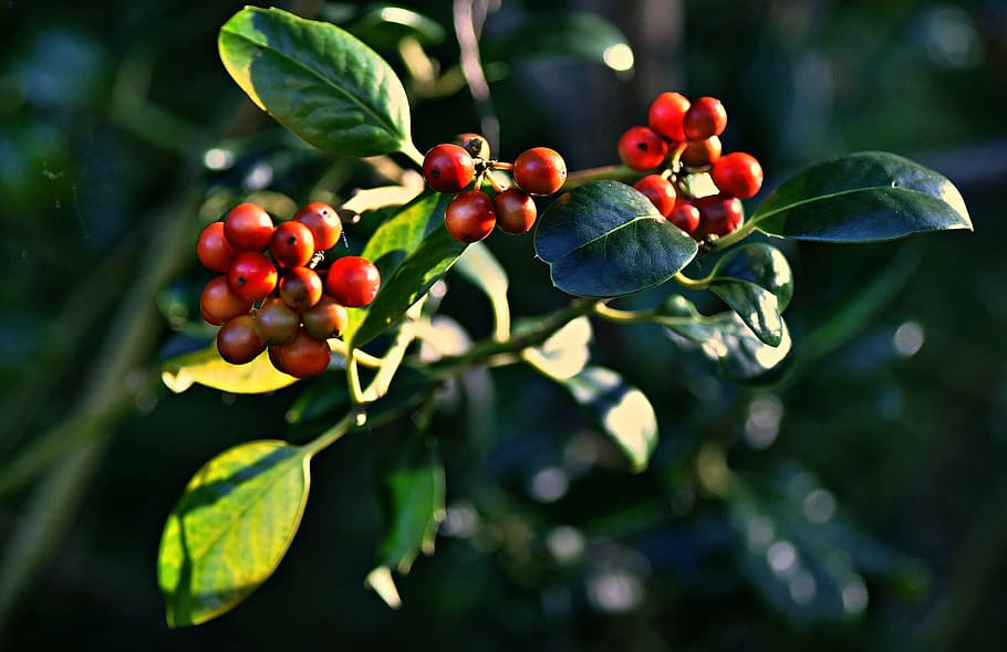 berry, berries, fruit, ripe, autumn leaf, leaves, shrub, green red HD wallpaper