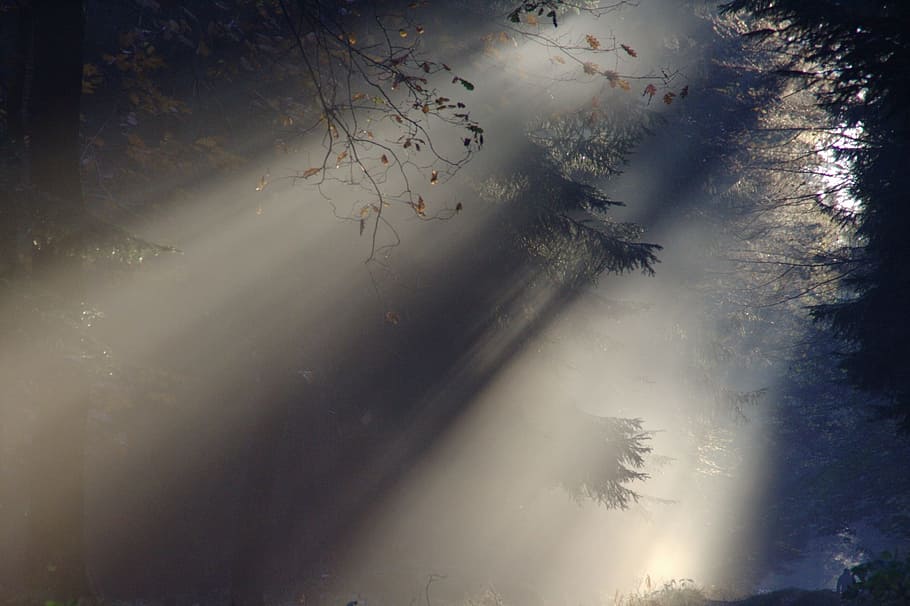 sun rays on green trees, sunbeam, fog, autumn, nature, sunlight HD wallpaper