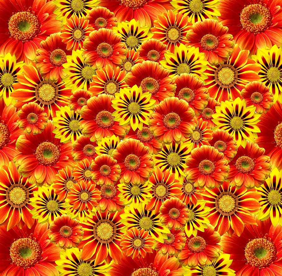 Flowers, Orange, Blossom, Bloom, orange flowers, plant, bright HD wallpaper