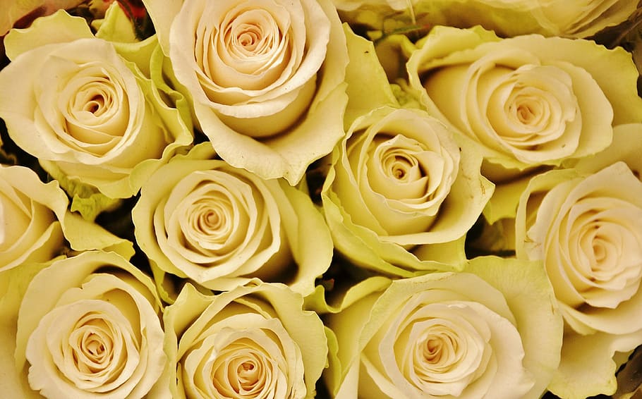 white rose lot closeup photography, flower, plant, nature, lilac HD wallpaper