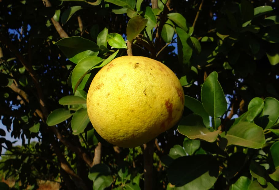 Grapefruit, Citrus, Vitamin C, fresh, yellow, healthy, juicy HD wallpaper