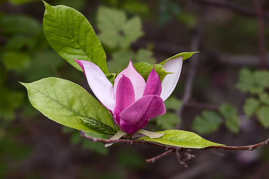 Magnolia, Flowers, Nature, Spring, gentle, the buds, spring flowering HD wallpaper