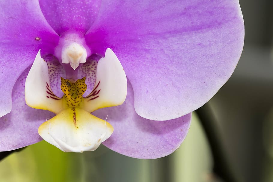 orchid, color, macro, flower, nature, blossoms, plants, pink HD wallpaper