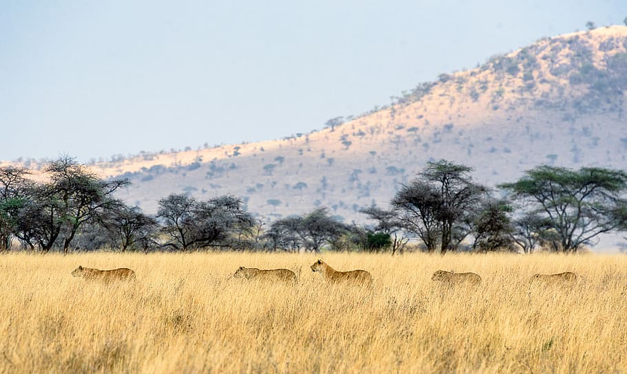 lionesses on grass during daytime, four brown animals on brown grass field HD wallpaper