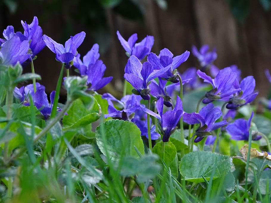 flower, plant, nature, garden, violet, scented violets, violaceae HD wallpaper
