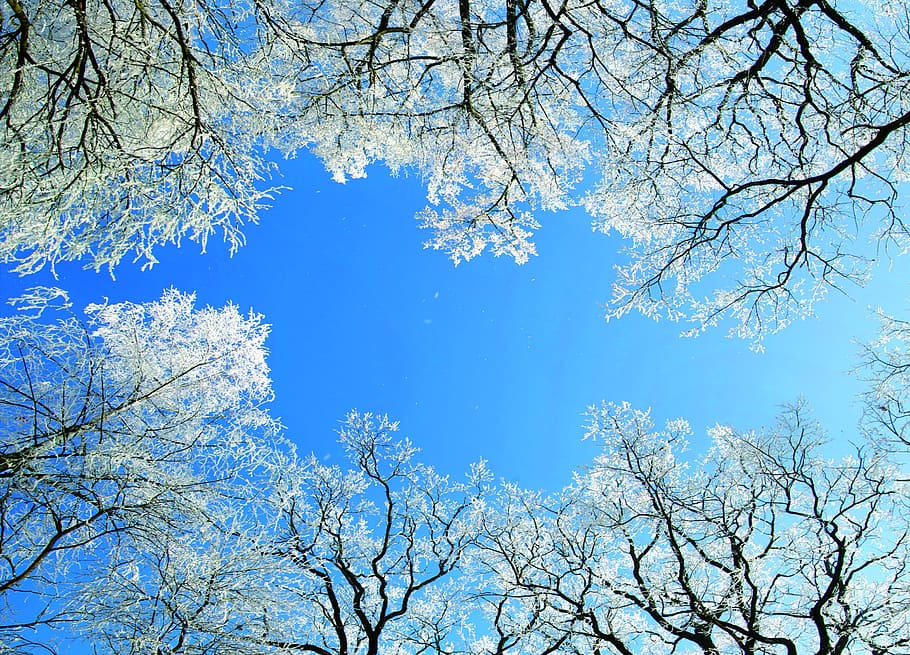 choceň, peliny, reservation, nature, winter, icing, tree, sky HD wallpaper