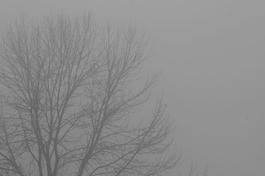 Fog, Branches, Tree, Mist, foggy, bare tree, nature, winter HD wallpaper