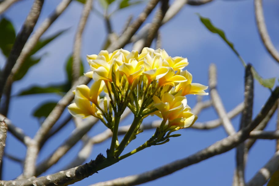 Bali, Flower, Indonesia, Nature, komboja, green, floral, plant HD wallpaper