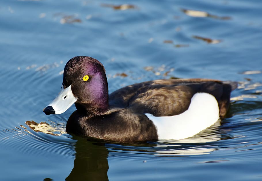 white and black duck in water, violet duck, small mountain duck HD wallpaper