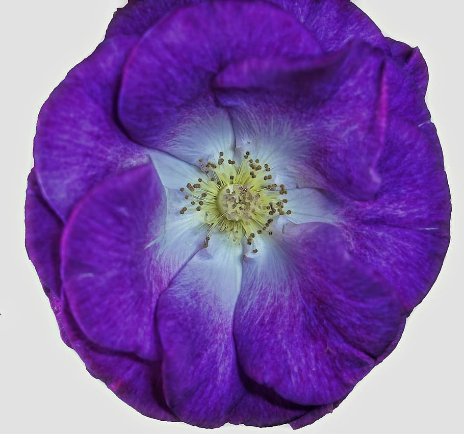 Flower, Macro, Purple, Nature, Floral, blossom, petal, garden HD wallpaper