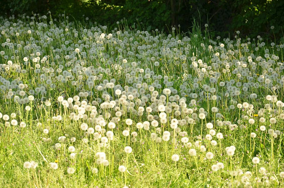 flower, field, hayfield, nature, grass, summer, outdoors, wildflower HD wallpaper