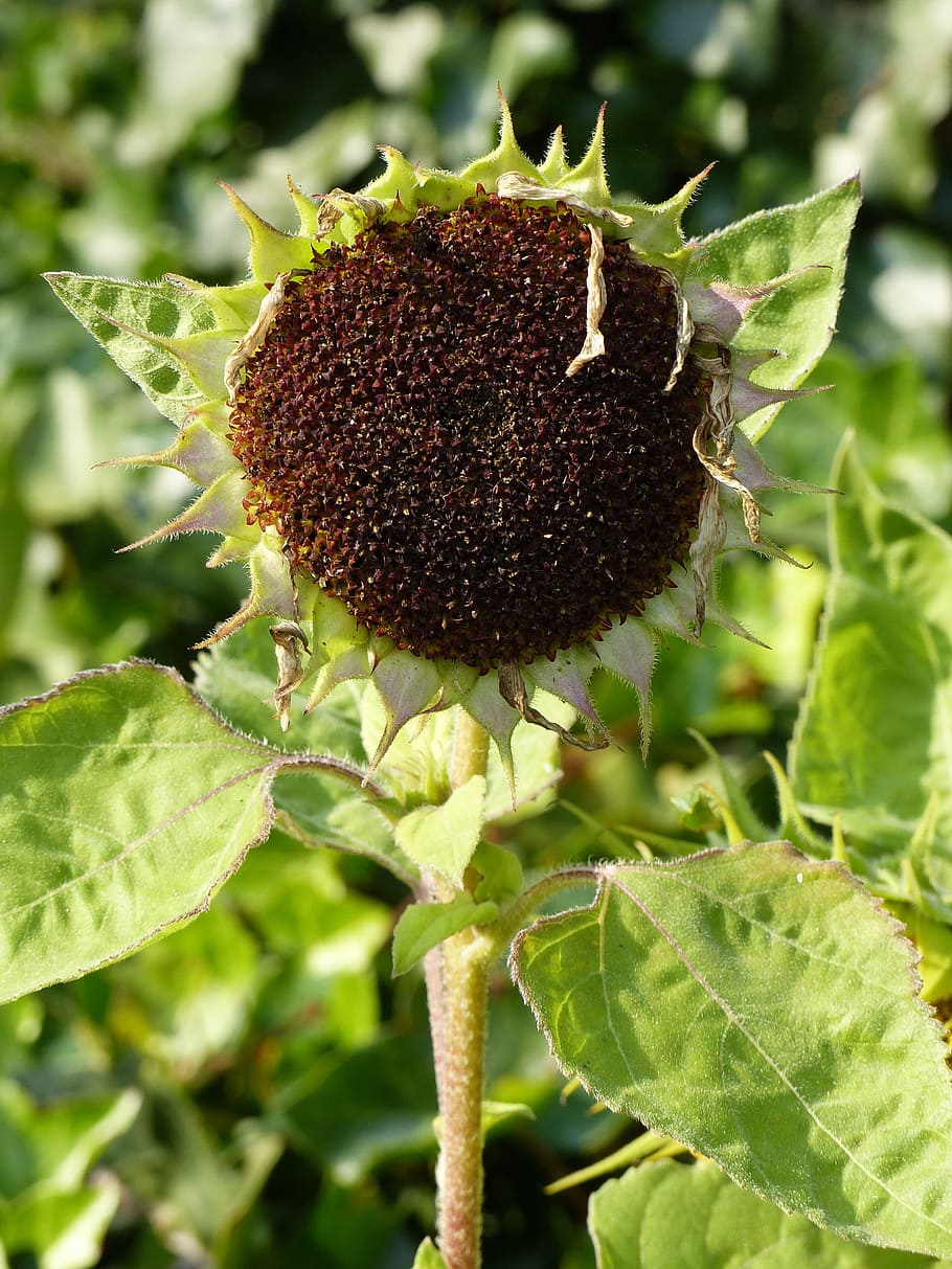 faded, autumn, sun flower, sad, dry, seeds, late summer, nature HD wallpaper