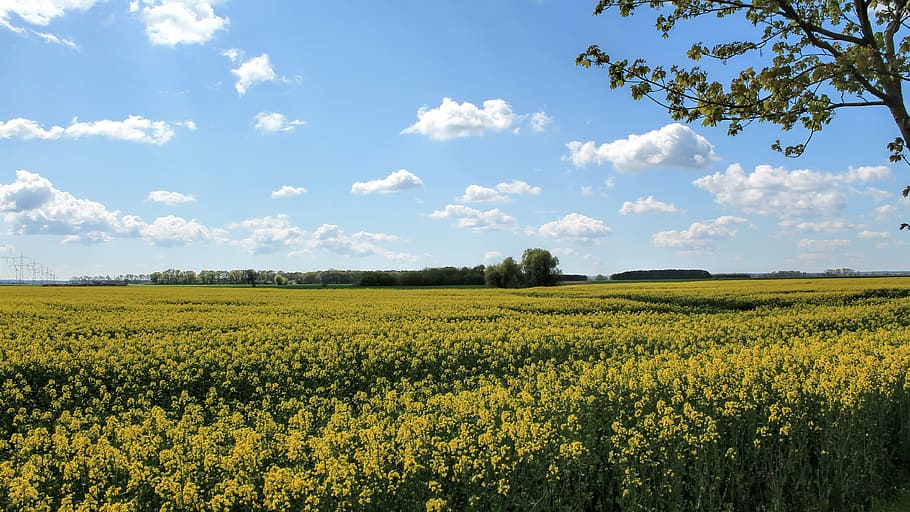 landscape, nature, fields, field of rapeseeds, sky, clouds HD wallpaper