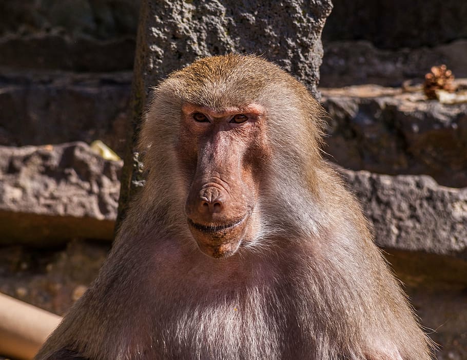 monkey, zoo, coziness, animals, primate, animal wildlife, mammal HD wallpaper