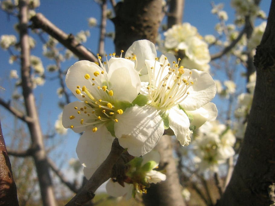 Flower, spring, spring flowers, white color, blossom, fragility HD wallpaper