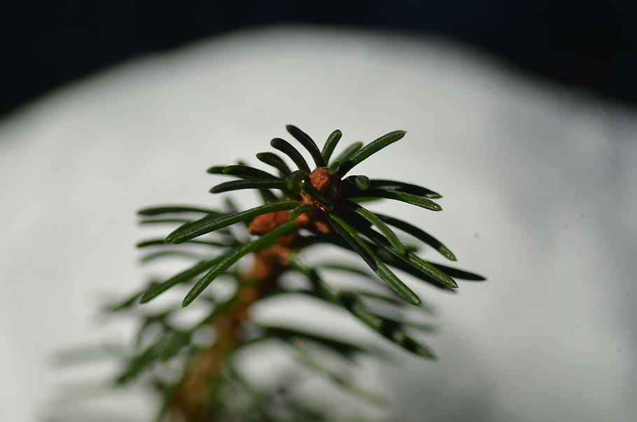Spring, Macro, Spruce, Sticks, no people, christmas, close-up HD wallpaper