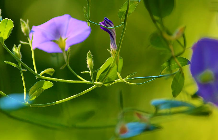 Vetch, Blossom, Bloom, Tender, Pastel, garden, plant, climber HD wallpaper
