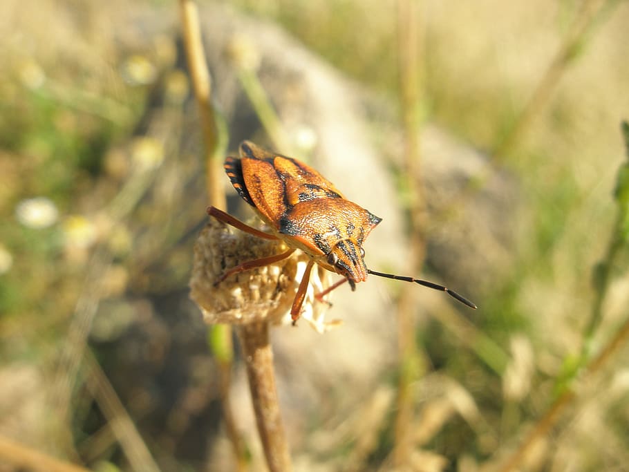 bug, insects, nature, animals, animal wildlife, animal themes HD wallpaper