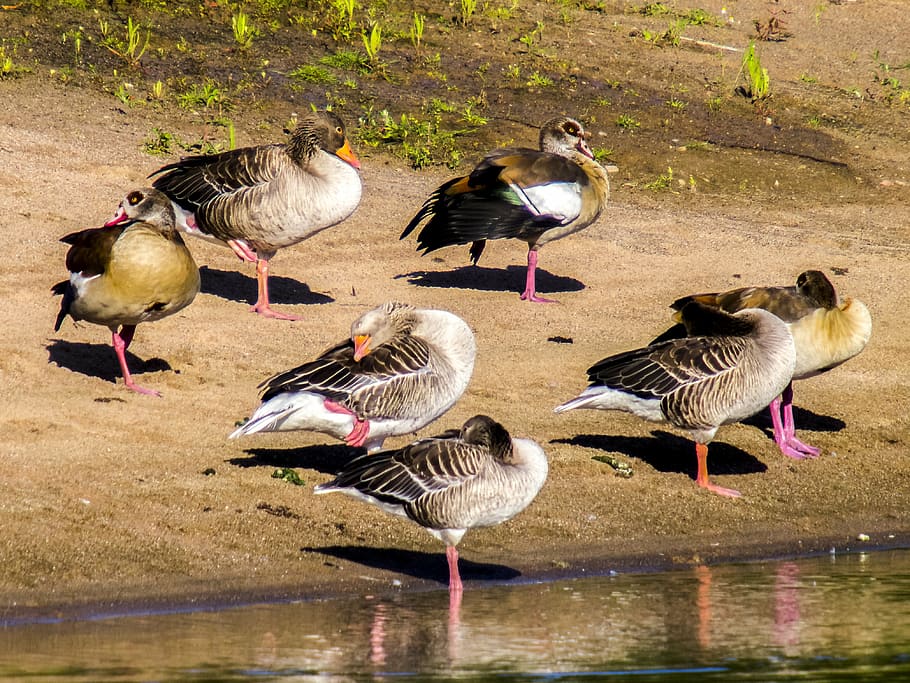 goose, nilgans, greylag goose, water bird, nature, animal, outdoors HD wallpaper