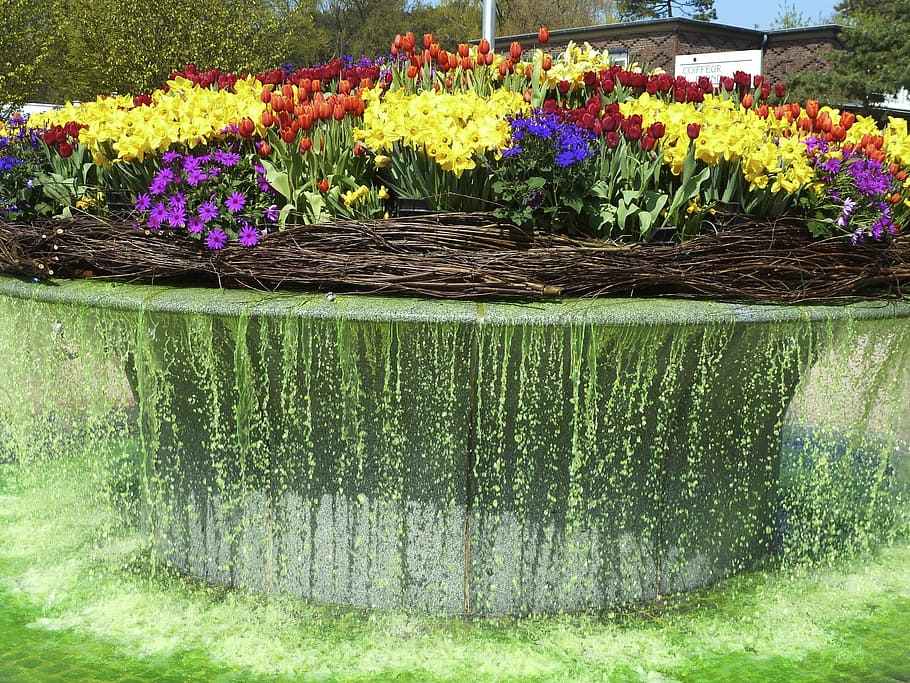 fountain, flowers, water, plant, flowering plant, growth, freshness HD wallpaper