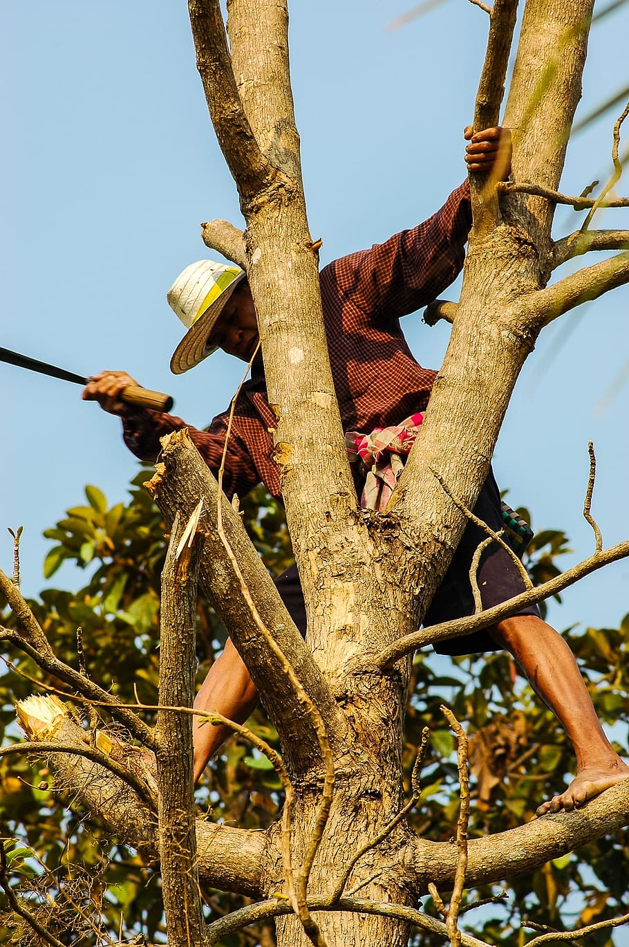 man, tree, climb, cases, dangerous, thai, wood, tribe, tree felling HD wallpaper