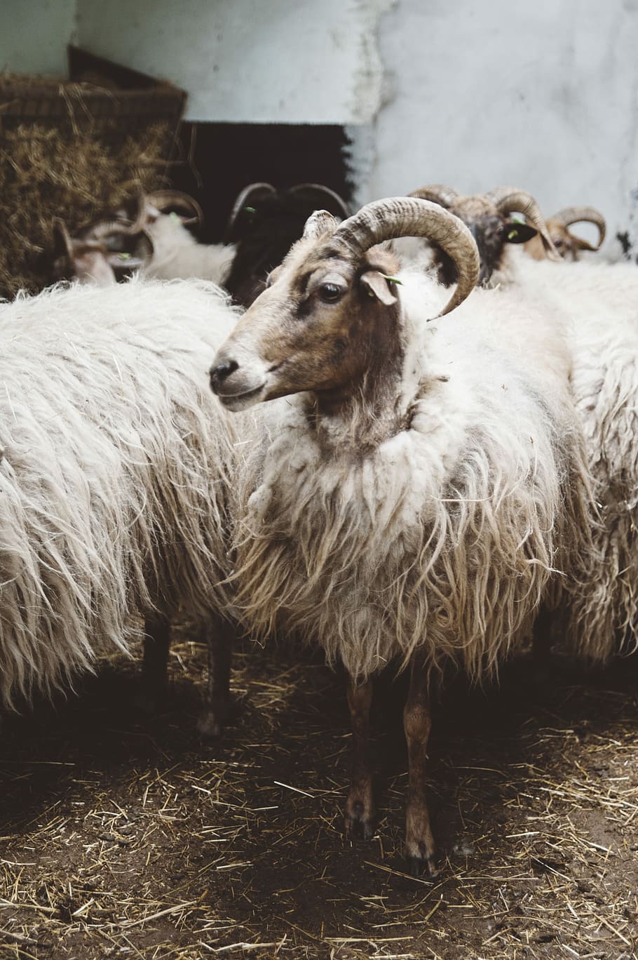 herd of white sheep on focus photo, white sheeps, animal, goat HD wallpaper