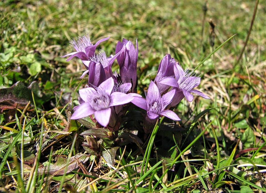 flower, viola, violet, floral, meadow, nature, grass, spring HD wallpaper